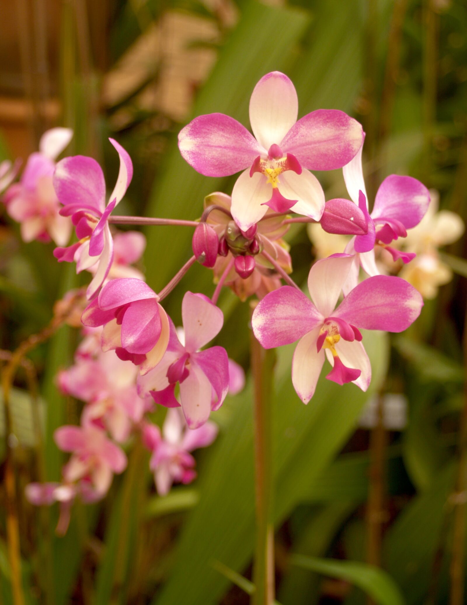 Olympus E-300 (EVOLT E-300) sample photo. Orchid, flower, bright photography