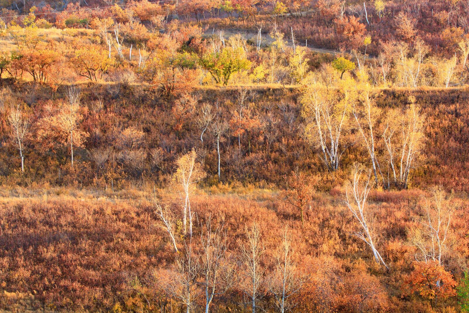 Canon EF 70-200mm F2.8L IS USM sample photo. Autumn, tree, the scenery photography