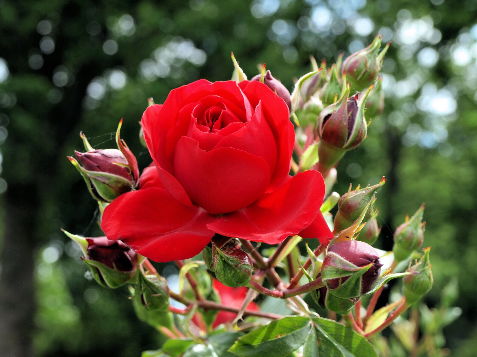 Olympus E-510 (EVOLT E-510) sample photo. Flower, rose, red photography