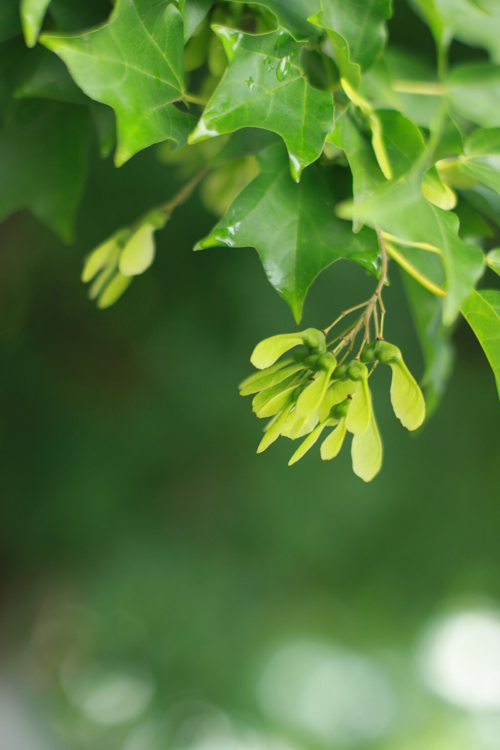 Canon EOS 500D (EOS Rebel T1i / EOS Kiss X3) sample photo. Leaf, abstract, nature photography