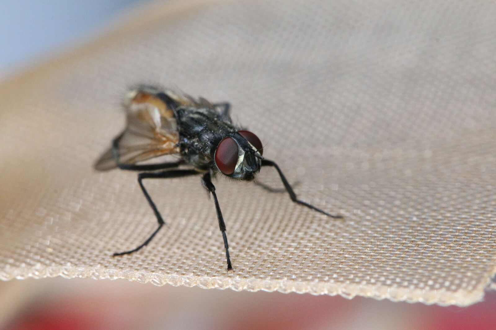 Canon EF 100mm F2.8L Macro IS USM sample photo. Fly, insect, macro photography