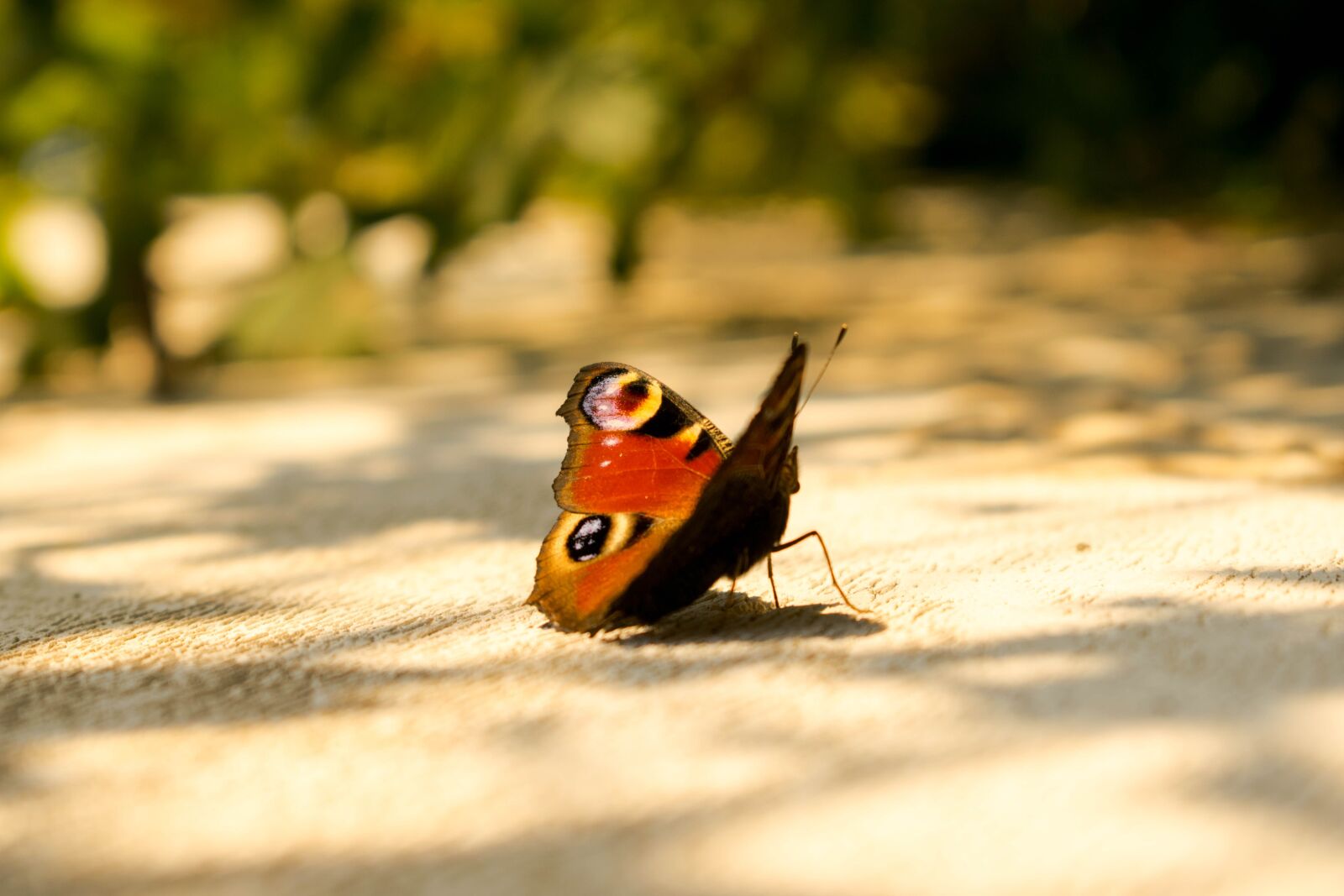 Nikon D3300 sample photo. Butterfly, summer, insect photography