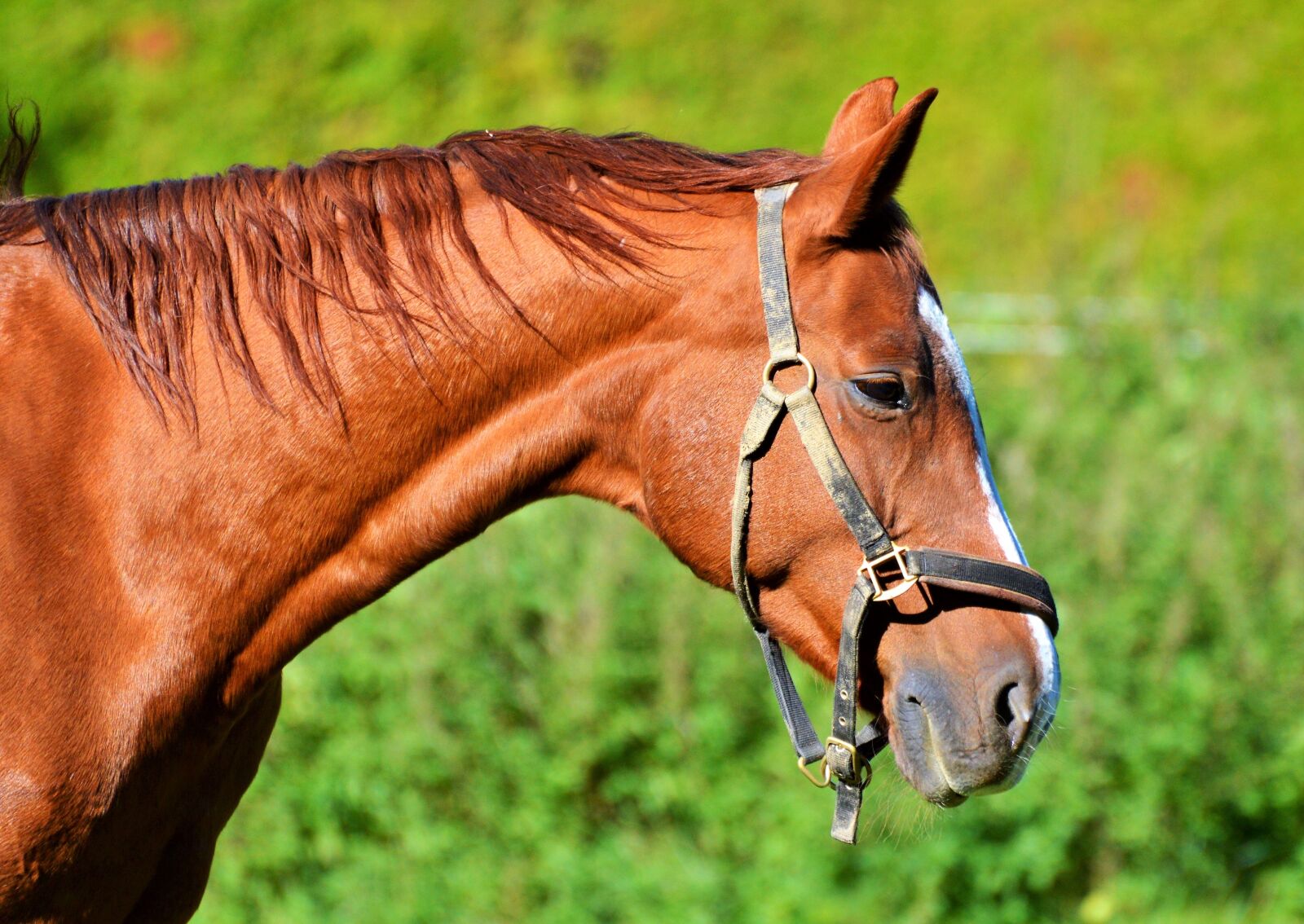 Nikon D3200 sample photo. Horse, ride, reiter photography