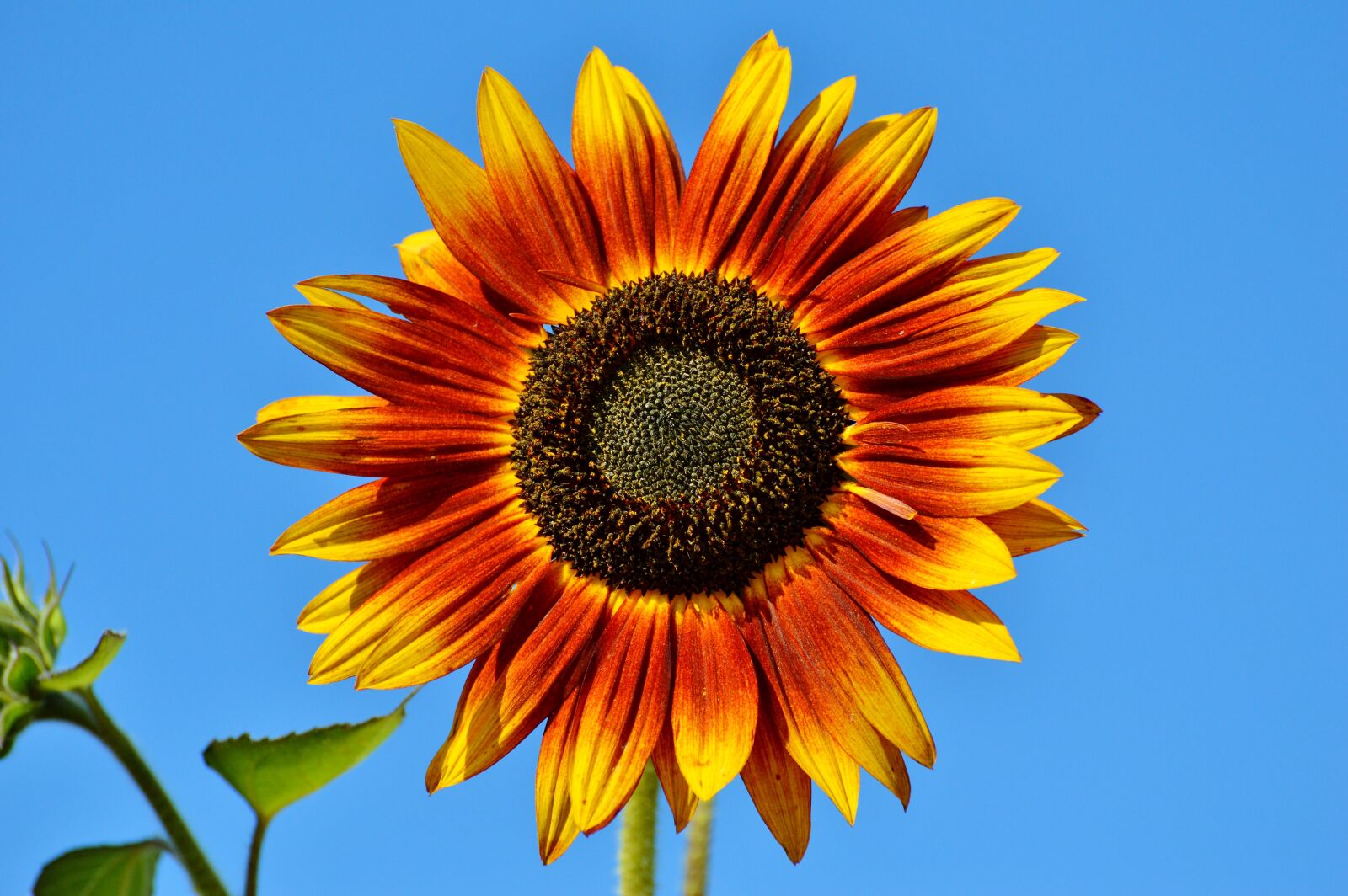 Nikon D3200 sample photo. Sunflower, flower, bloom photography