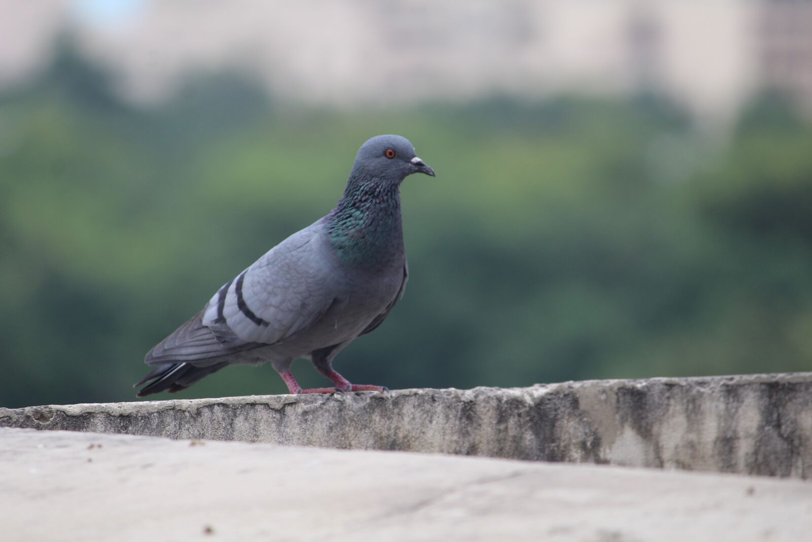 Canon EOS 1200D (EOS Rebel T5 / EOS Kiss X70 / EOS Hi) sample photo. Pigeon, bird, columba photography