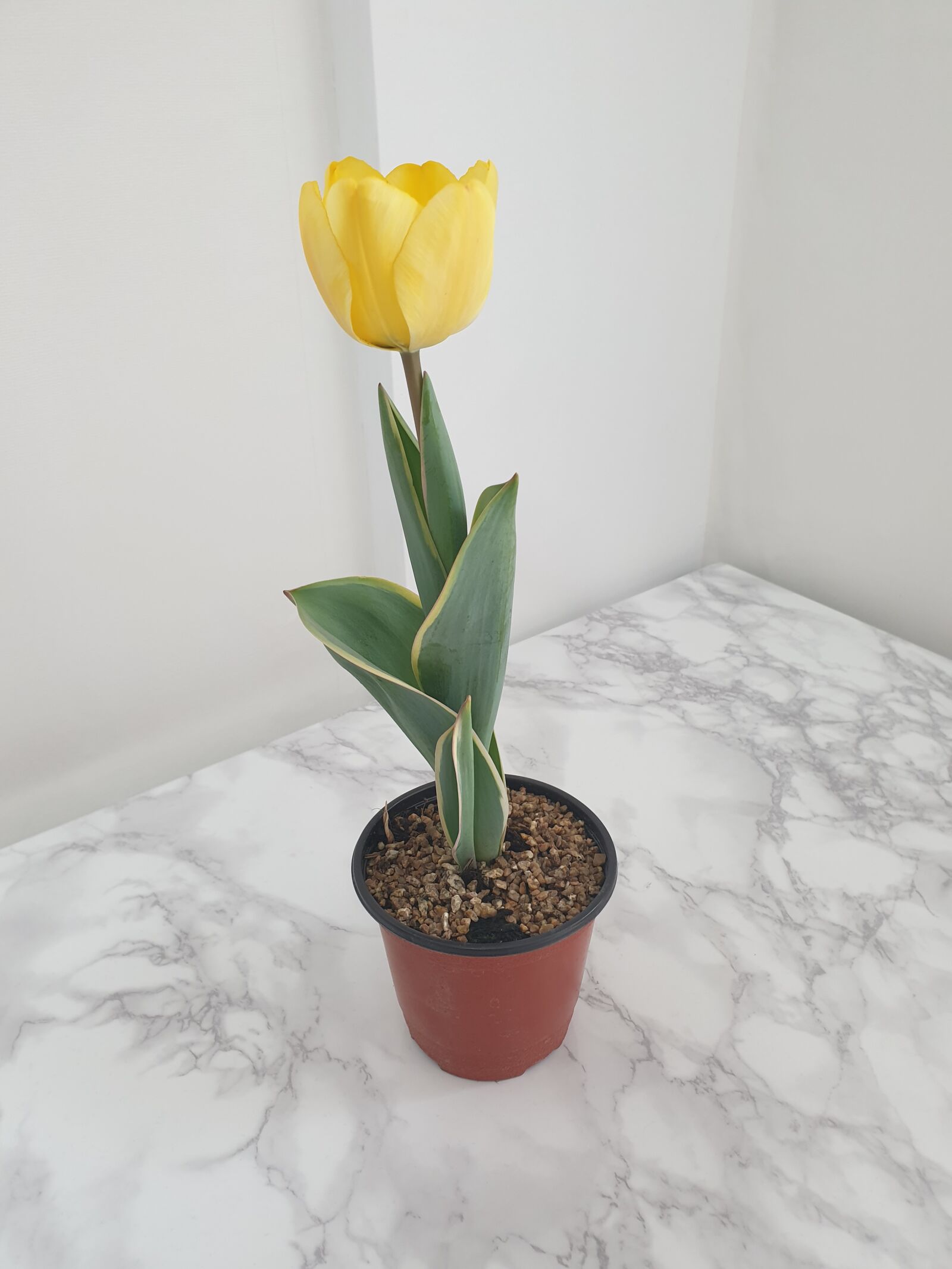 Samsung Galaxy Note9 sample photo. Tulip, yellow tulips, yellow photography