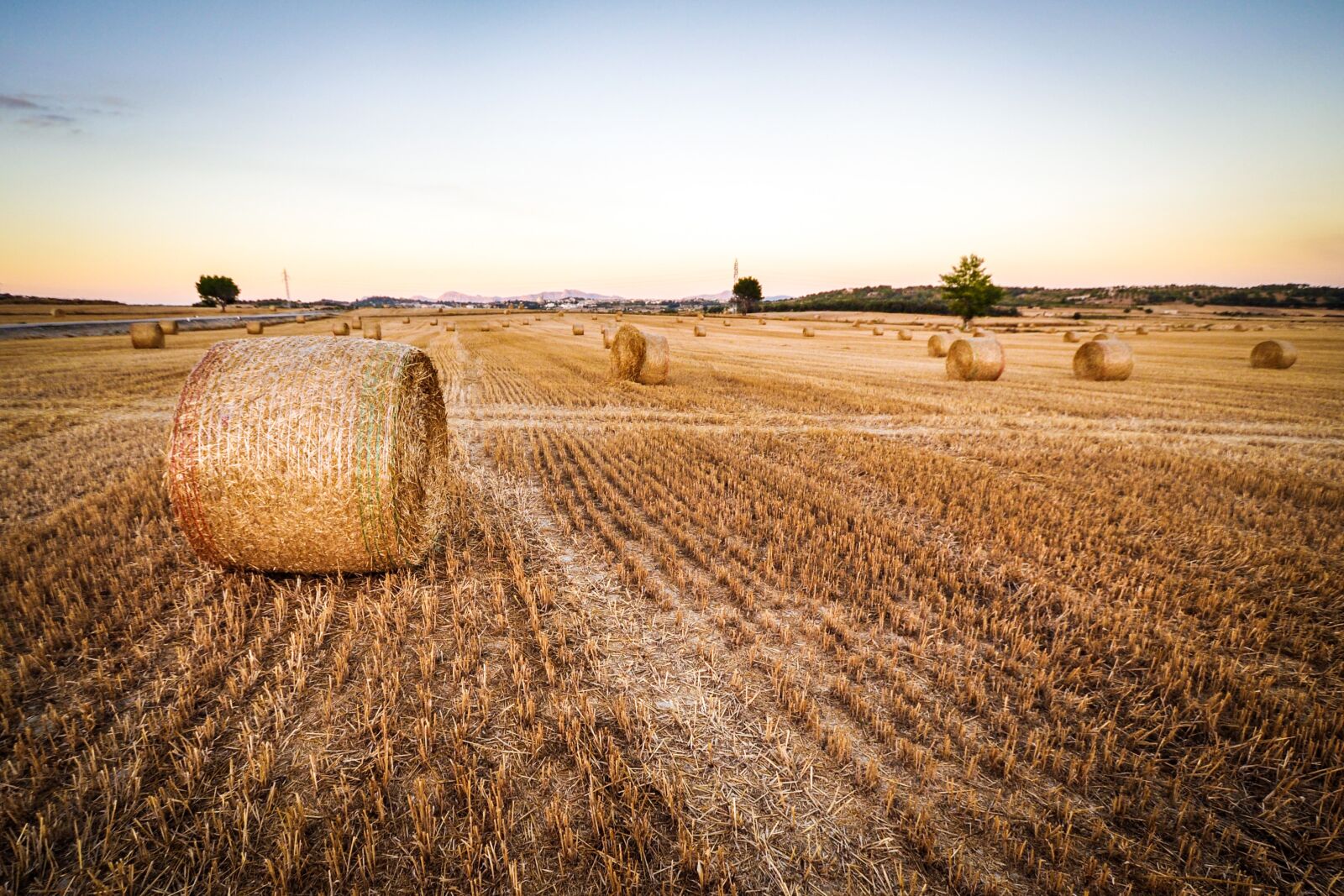 Nikon D90 sample photo. Agriculture, countryside, crop photography