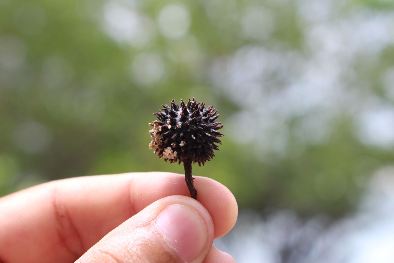 Canon EOS 700D (EOS Rebel T5i / EOS Kiss X7i) sample photo. Flower, thorns, sand photography