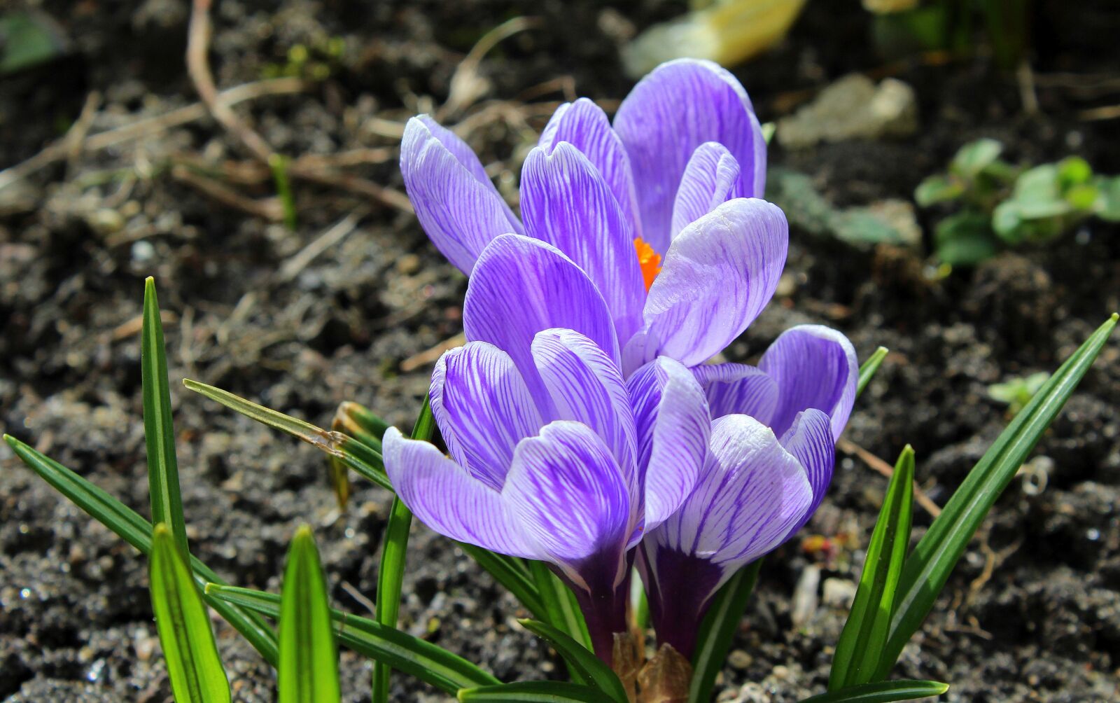 Canon EOS 1200D (EOS Rebel T5 / EOS Kiss X70 / EOS Hi) sample photo. Crocus, spring flowers, spring photography