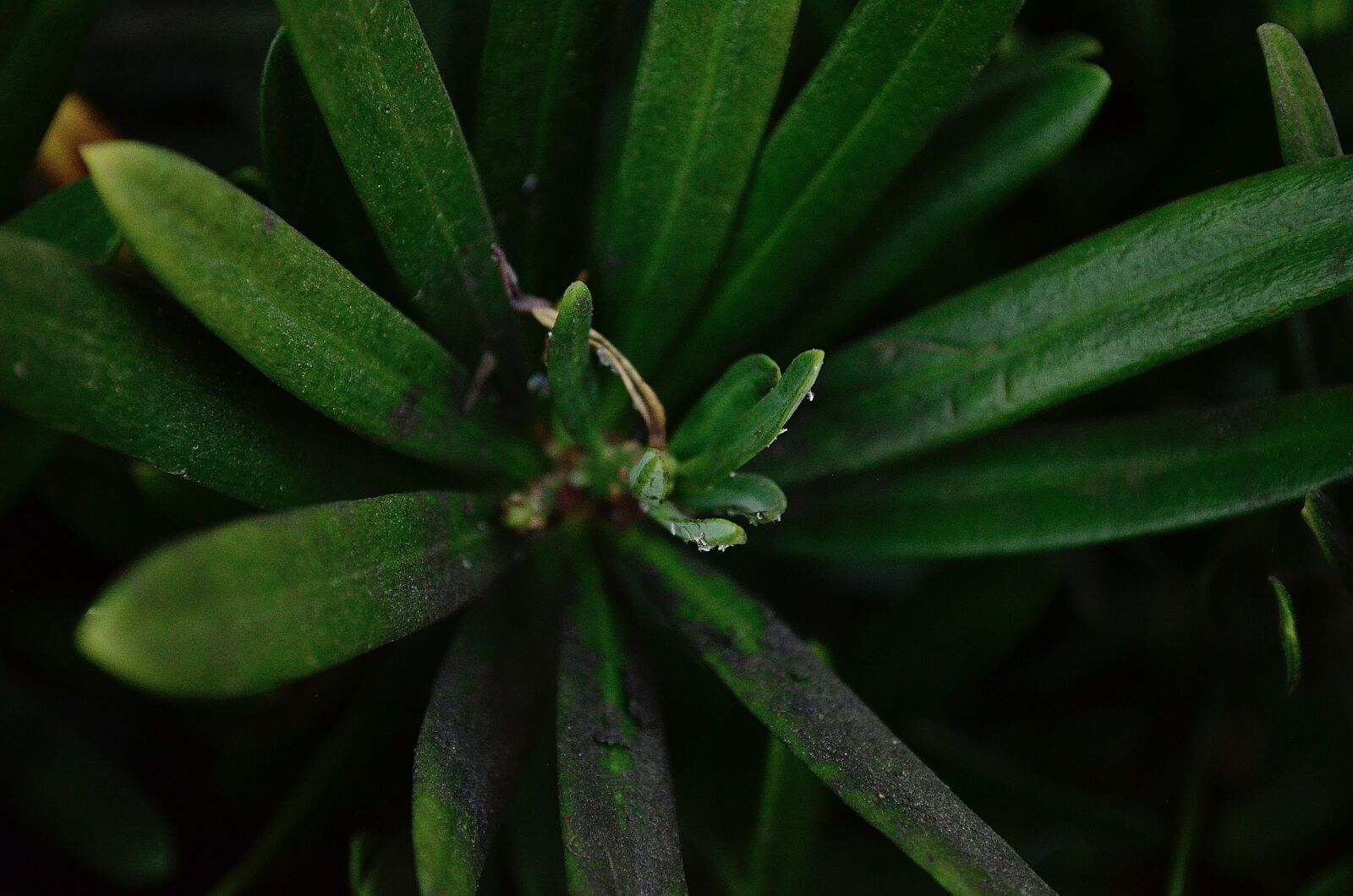 Nikon D5100 sample photo