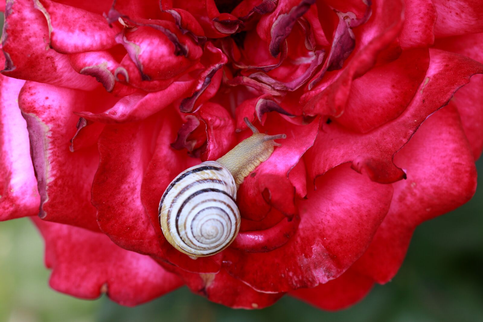Canon EOS 700D (EOS Rebel T5i / EOS Kiss X7i) + Canon EF-S 60mm F2.8 Macro USM sample photo. Snail, rose, red photography