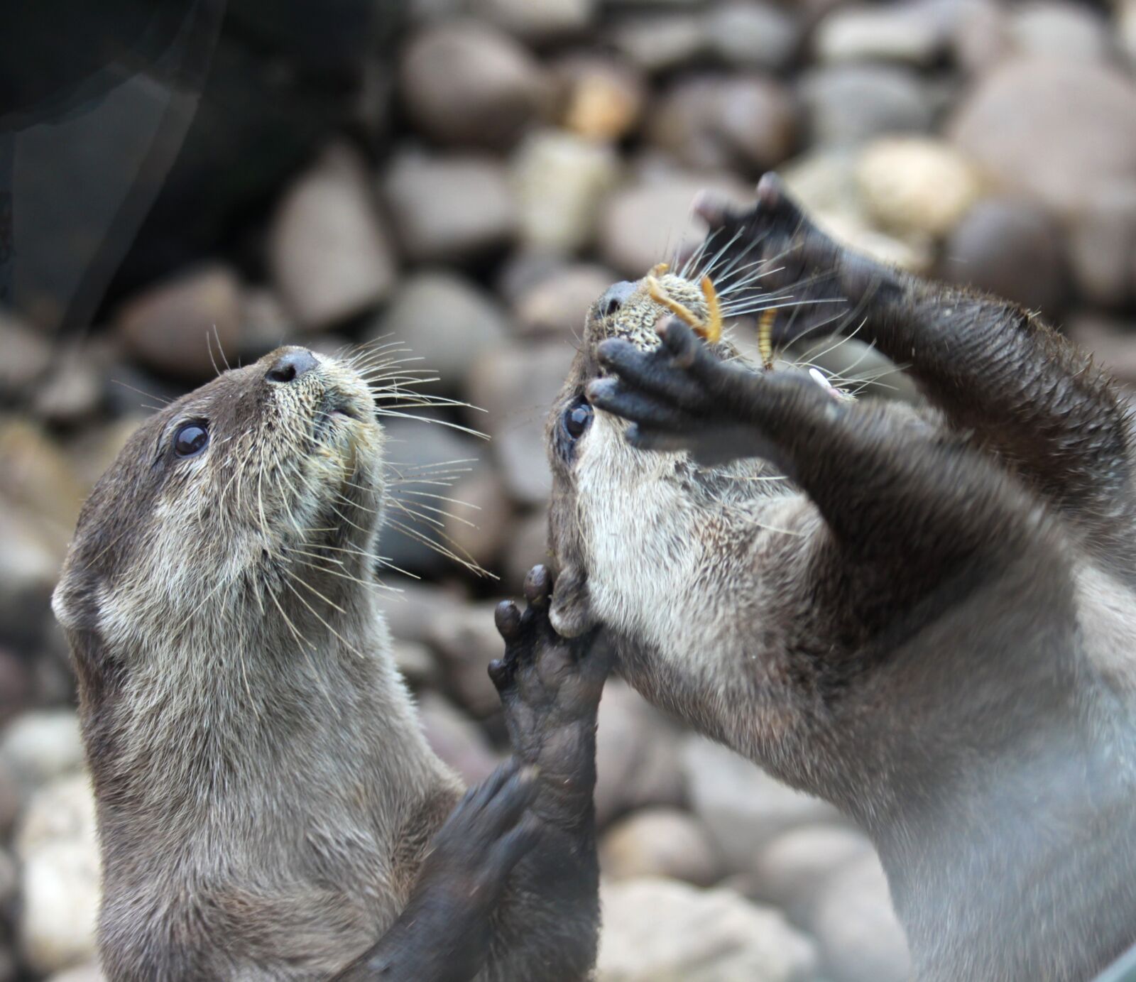 Canon EOS 50D sample photo. Otter, cute, feed photography