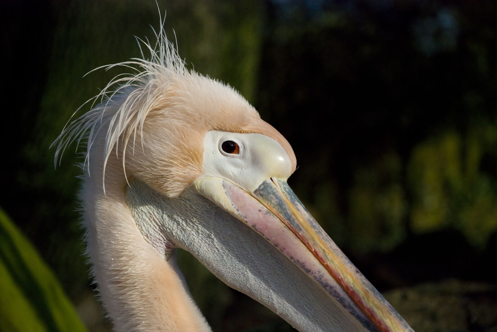 Nikon D80 sample photo. Pelican, bird, nature photography