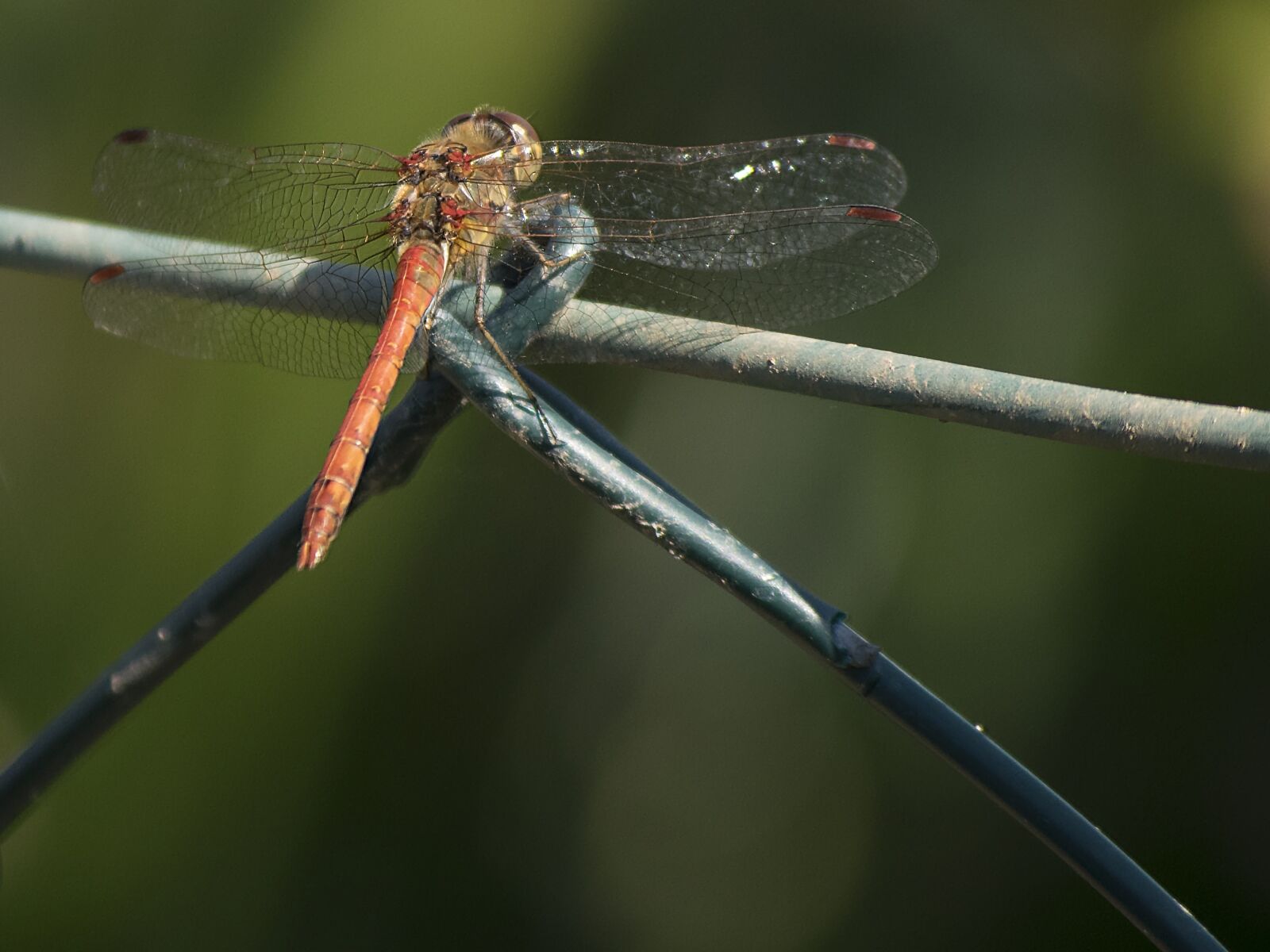 Nikon D3300 sample photo. Darter sympetrum, dragonfly, animal photography