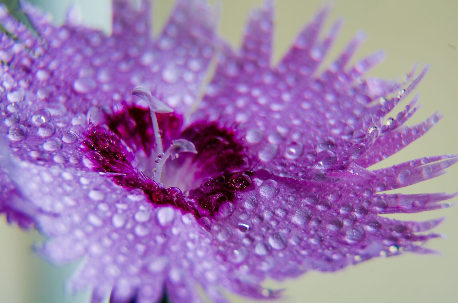 Nikon D5100 sample photo