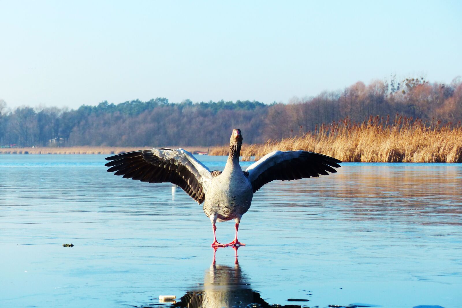 Panasonic Lumix DMC-FZ200 sample photo. Goose on ice, bird photography