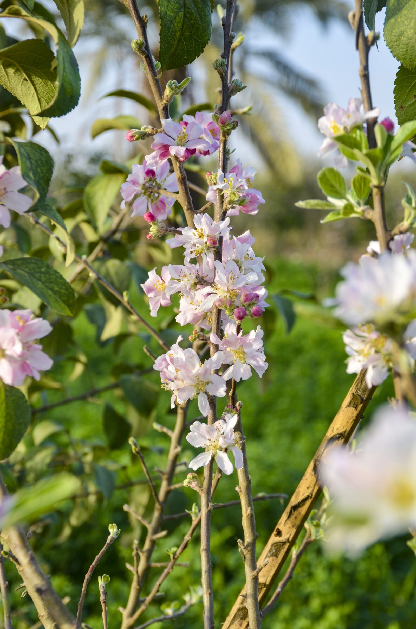 Nikon D7000 sample photo. Blooming, spring, plant photography