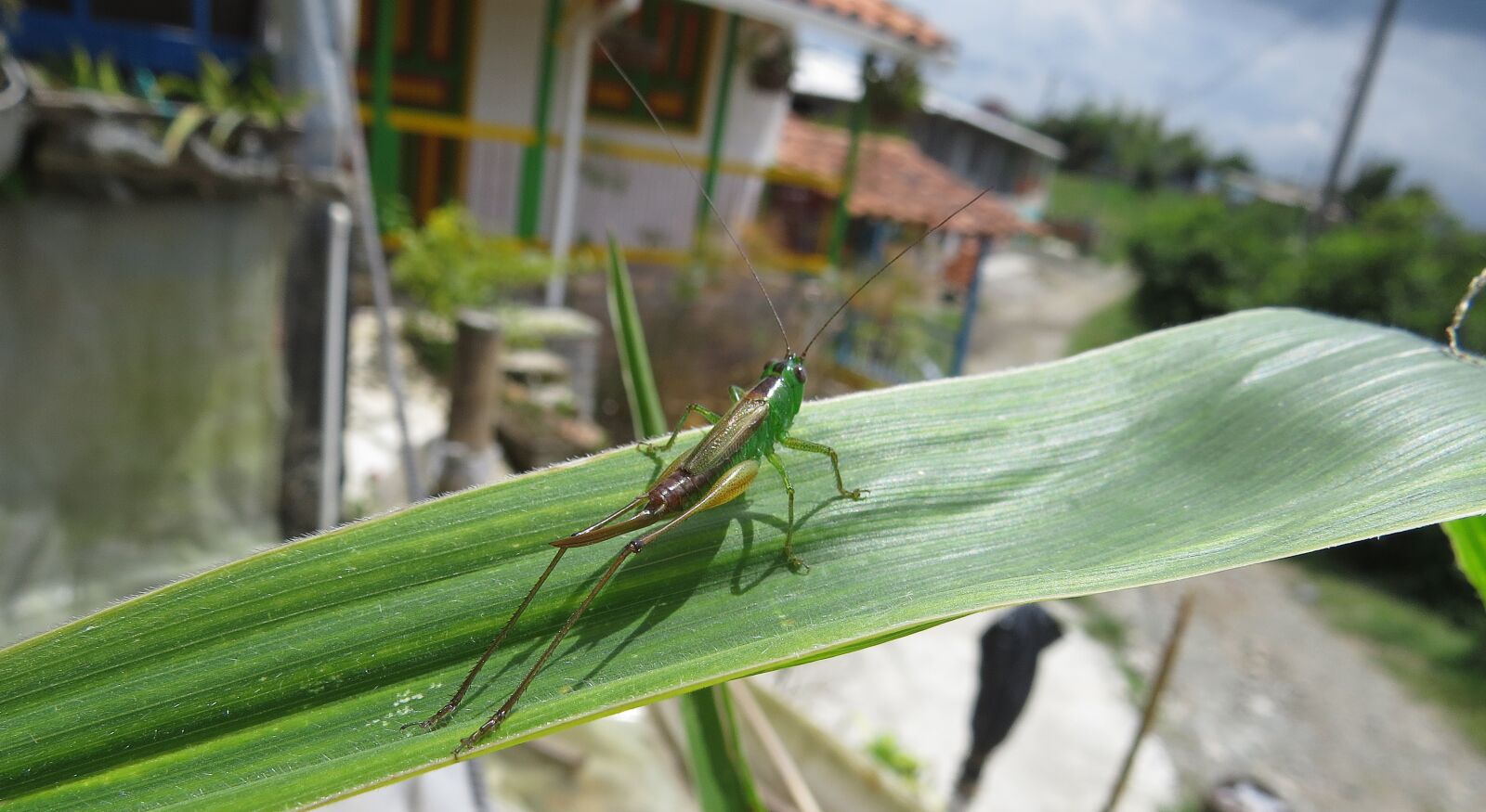 Canon PowerShot SX50 HS sample photo. Macro, insect, jumper photography