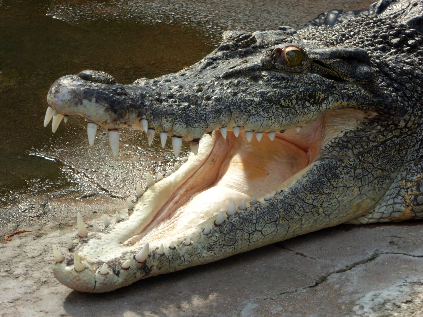 Panasonic DMC-TZ61 sample photo. Crocodile, lizard, predator photography