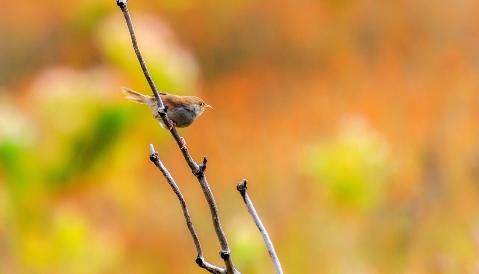 Nikon D7000 sample photo. Bird, sticks, orange photography