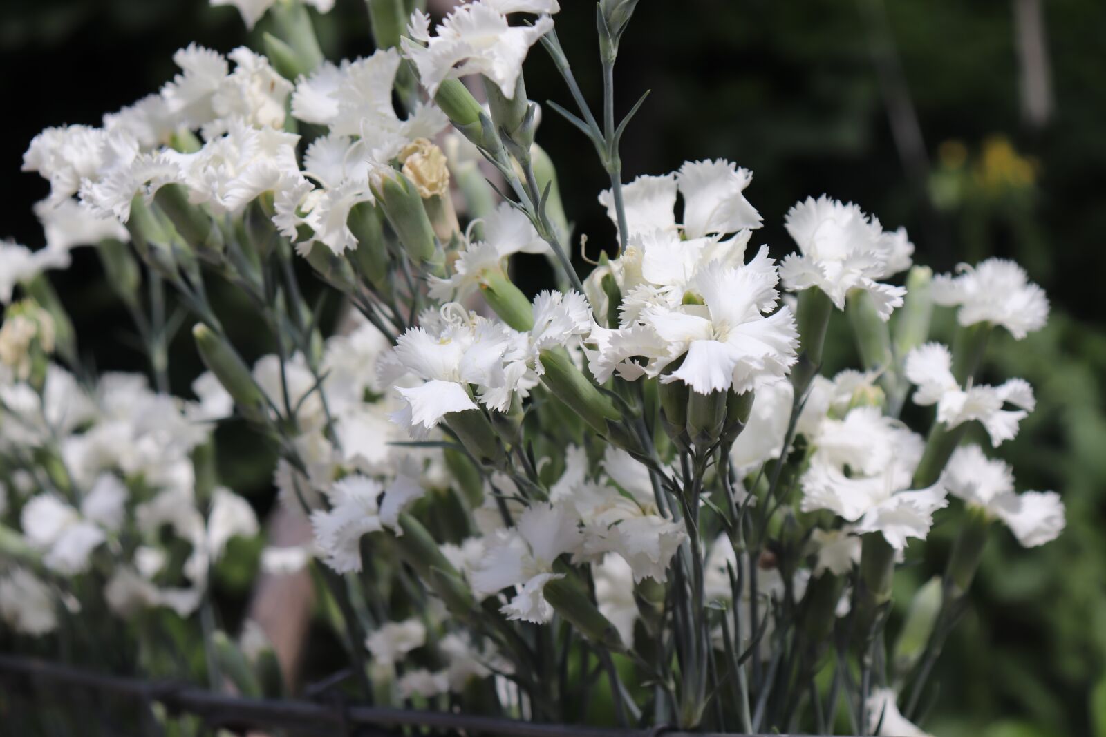 Canon EOS 200D (EOS Rebel SL2 / EOS Kiss X9) sample photo. Flower, white, spring photography