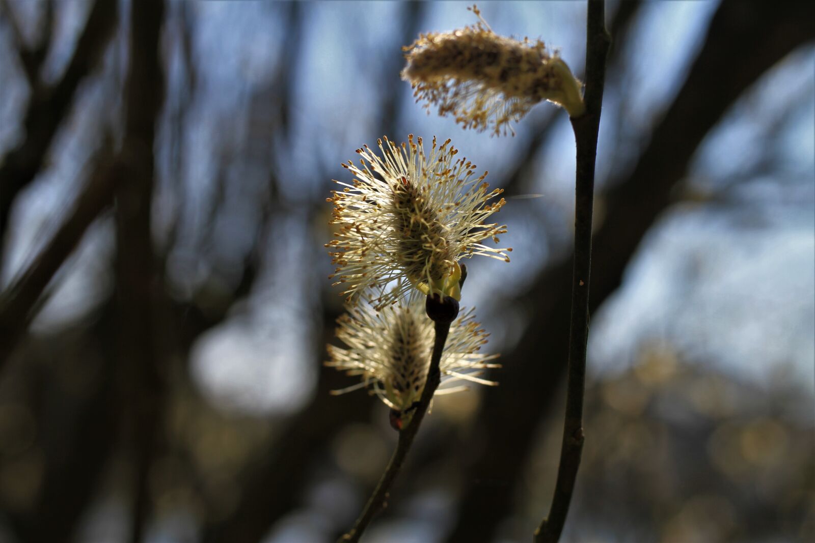 Canon EOS 7D sample photo. Willow catkin, pasture, backlighting photography