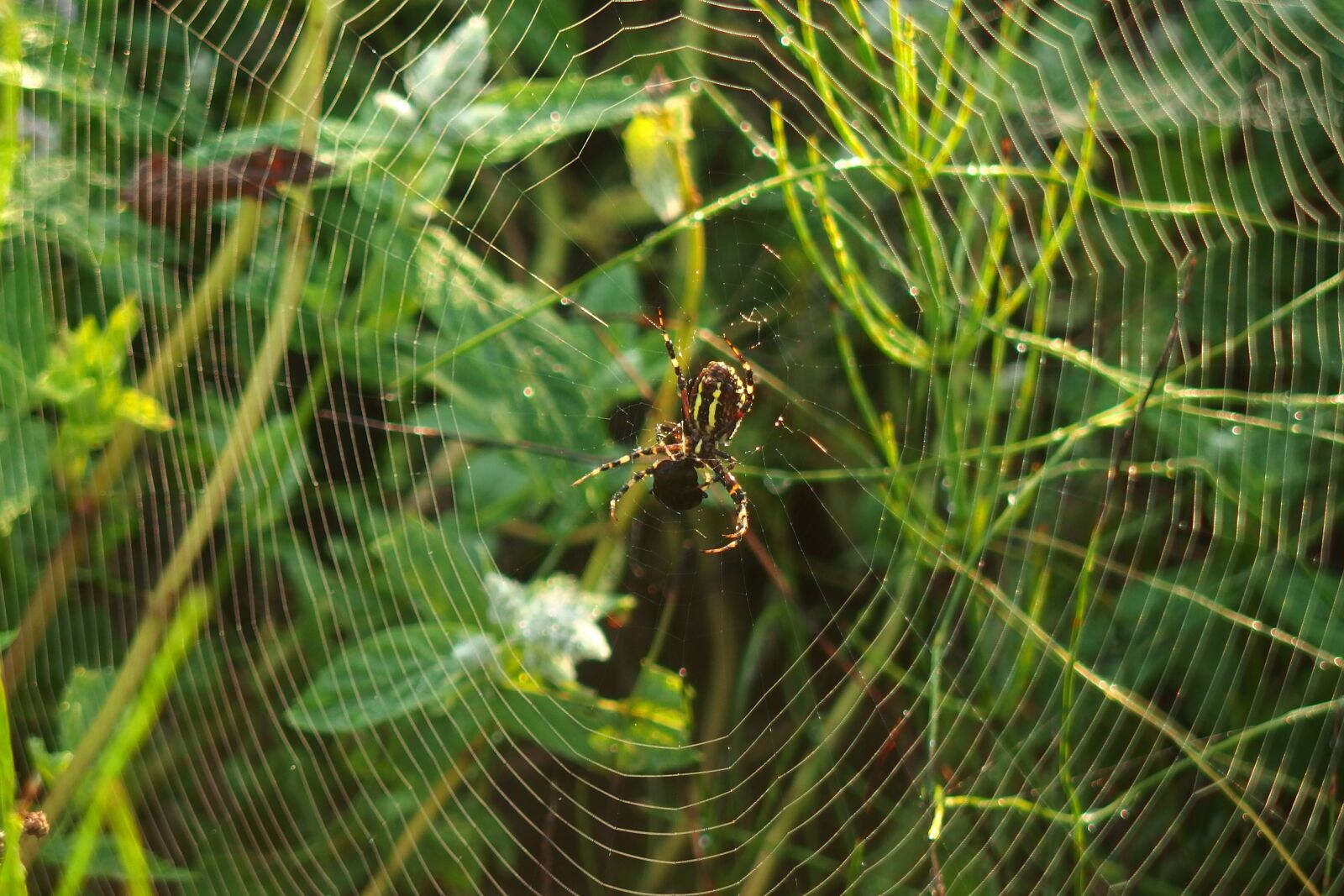 Olympus Stylus XZ-10 sample photo. Spider, cobweb, green photography