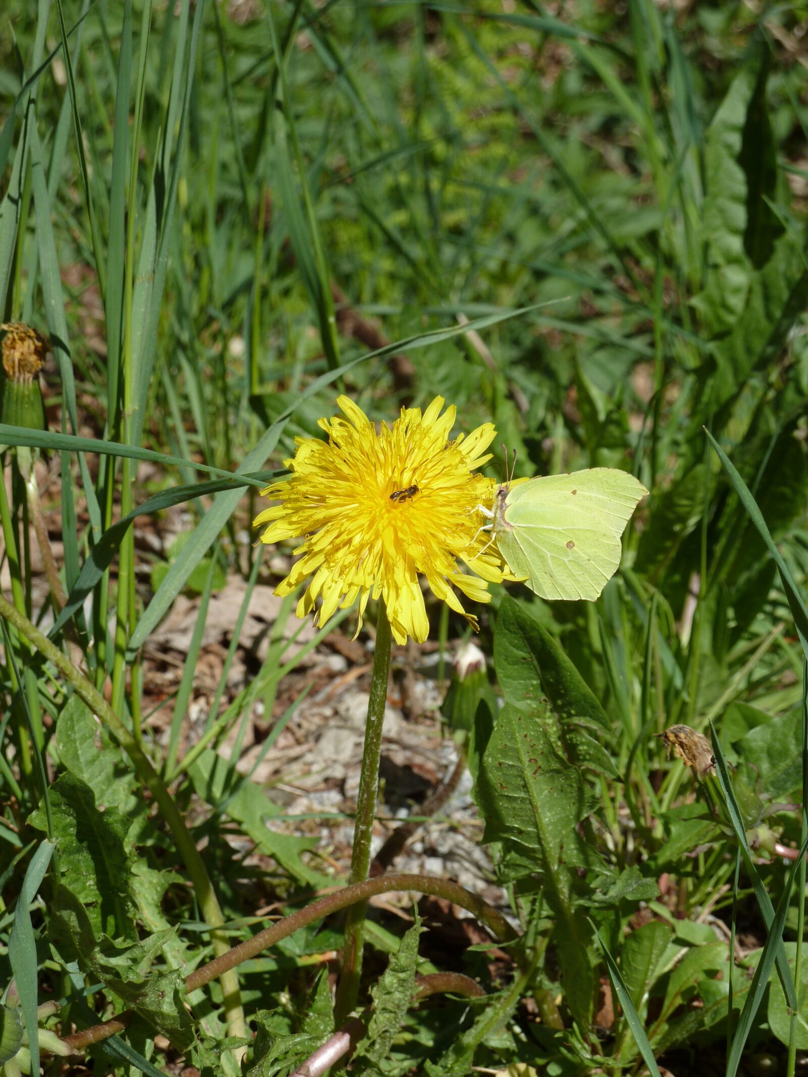 Panasonic Lumix DMC-ZS7 (Lumix DMC-TZ10) sample photo. Dandelion, gonepteryx rhamni, butterfly photography