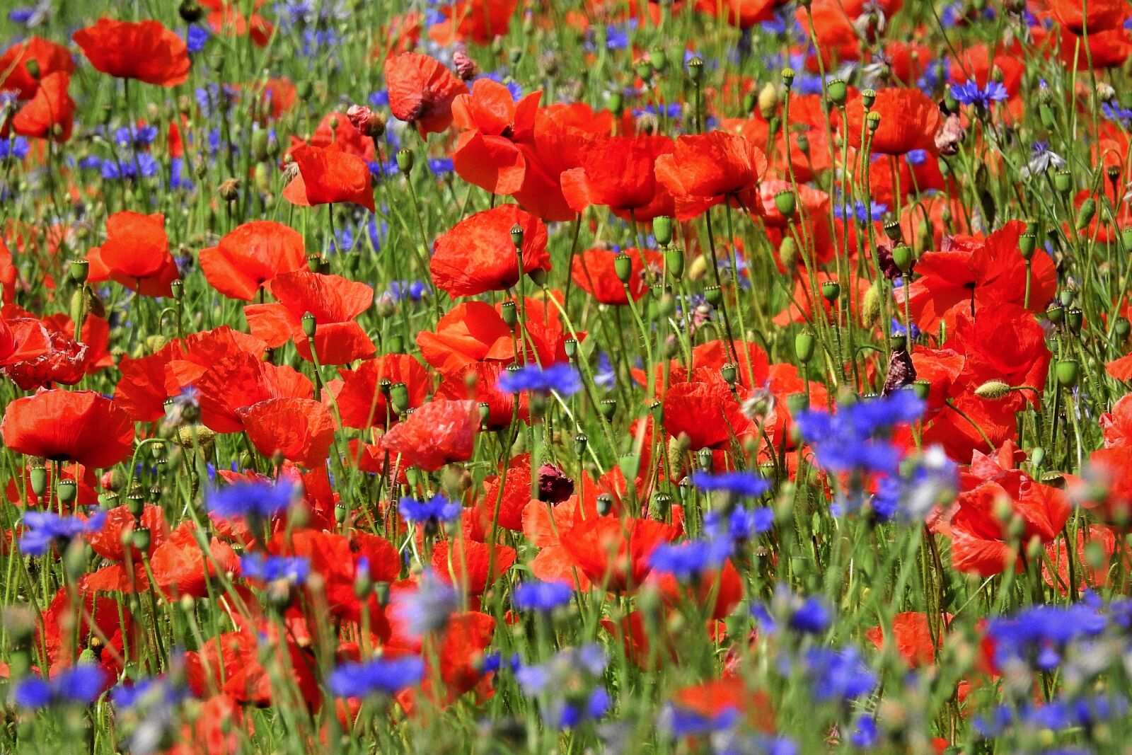 Nikon Coolpix P900 sample photo. Poppies, field, cornflowers photography
