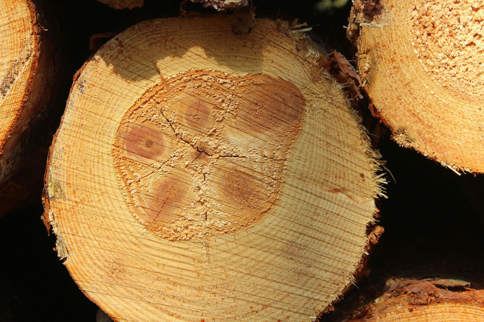 Canon EOS 1200D (EOS Rebel T5 / EOS Kiss X70 / EOS Hi) sample photo. Tree, cross section, cutting photography