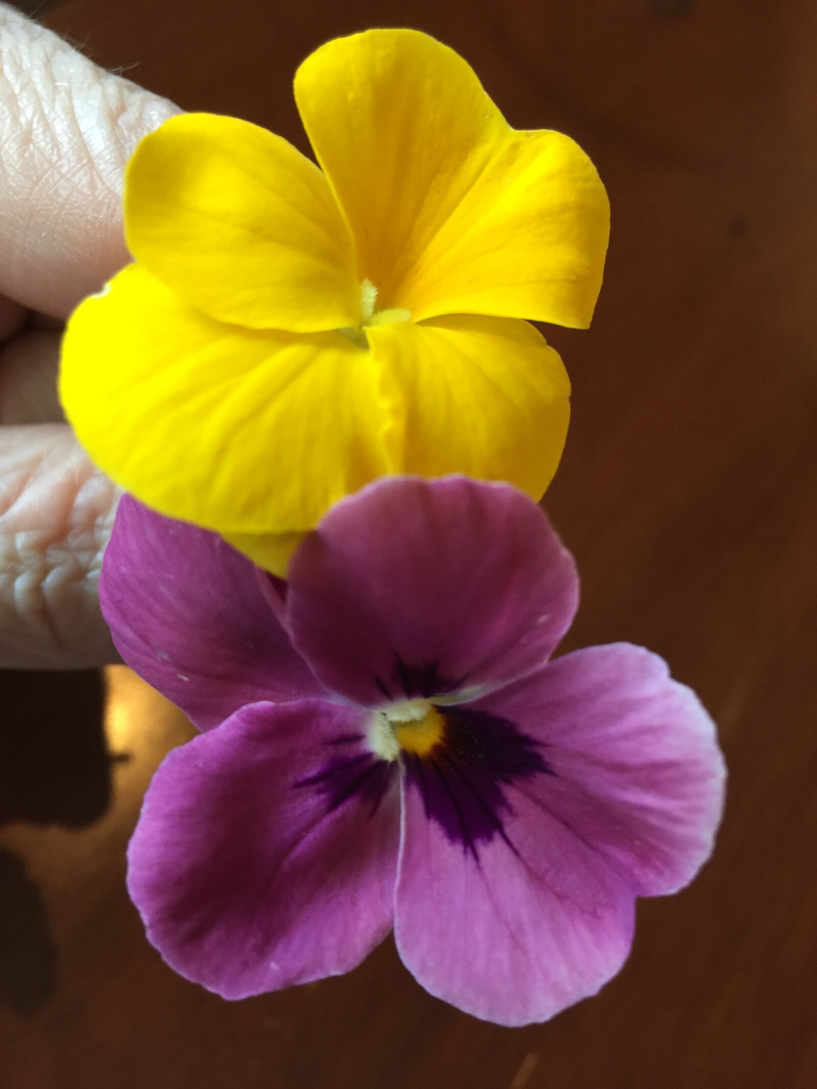 Apple iPhone 6 Plus sample photo. Small flowers, yellow, purple photography