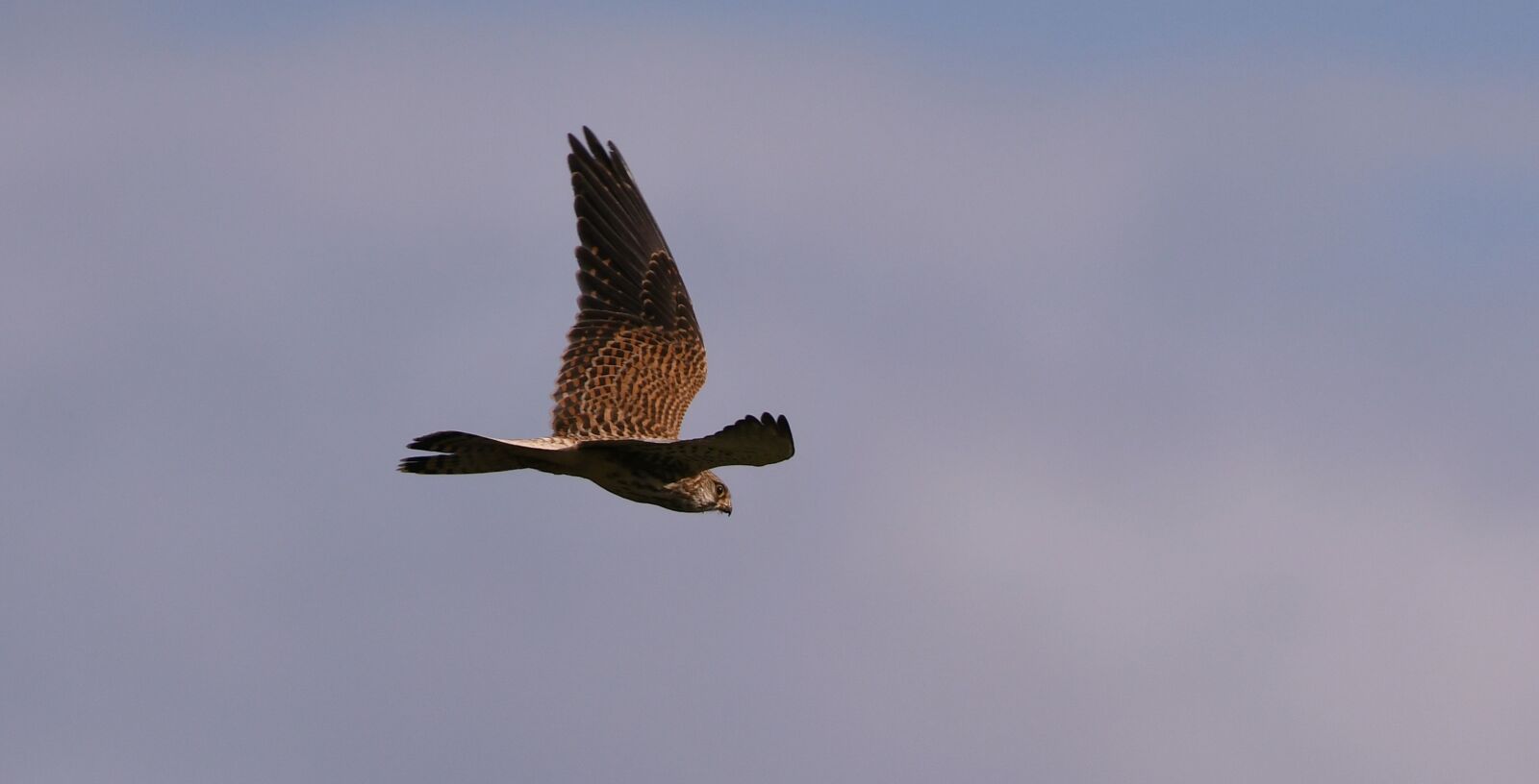 Nikon D500 sample photo. Valk, bird of prey photography
