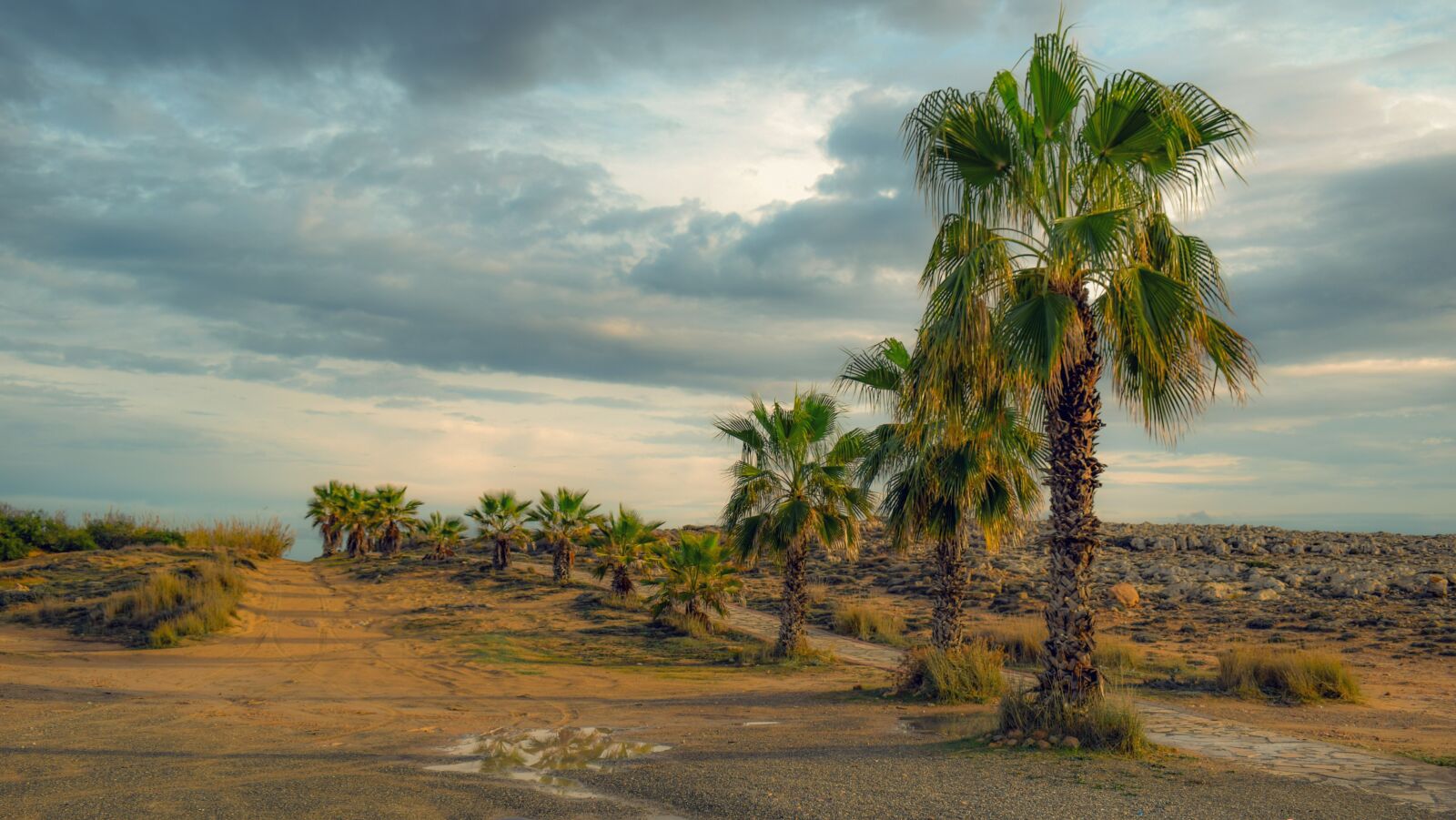 Nikon D3300 sample photo. Dirt road, palm trees photography