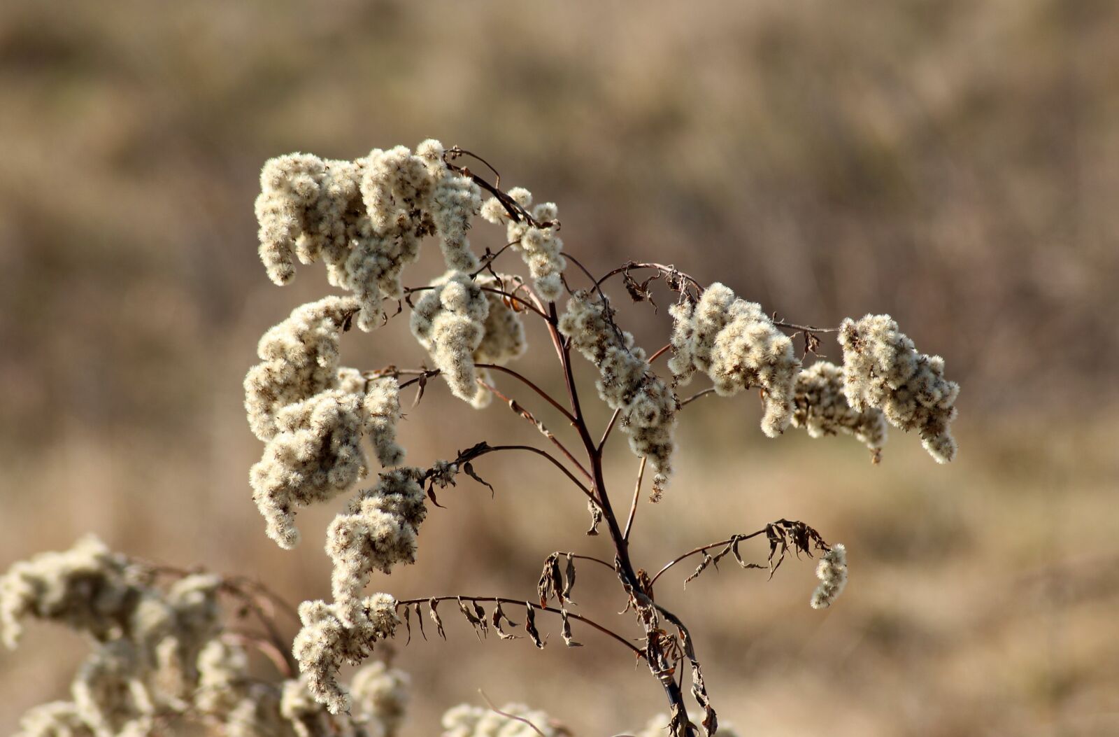 Canon EOS 1200D (EOS Rebel T5 / EOS Kiss X70 / EOS Hi) sample photo. Grass, dry, vegetation photography