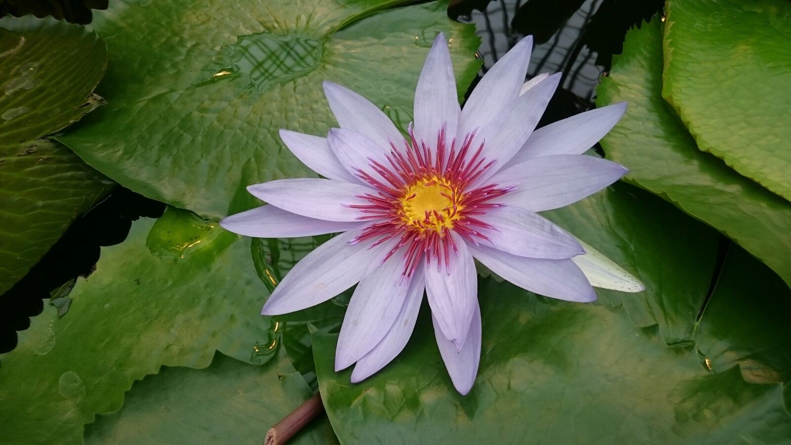 Sony Xperia Z3 sample photo. Water lily, summer, garden photography