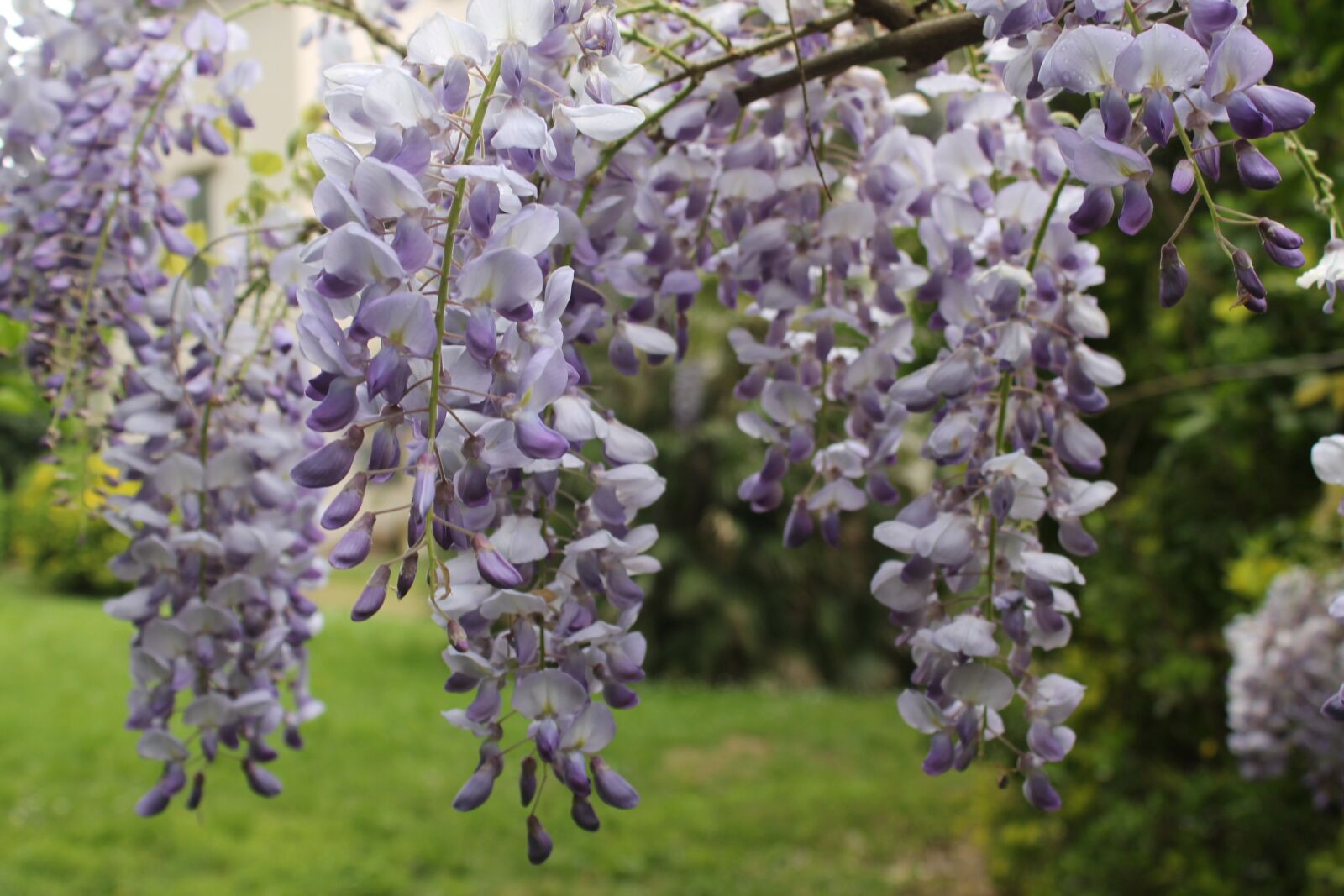 Canon EOS 1100D (EOS Rebel T3 / EOS Kiss X50) sample photo. Wisteria, flowers, flower photography