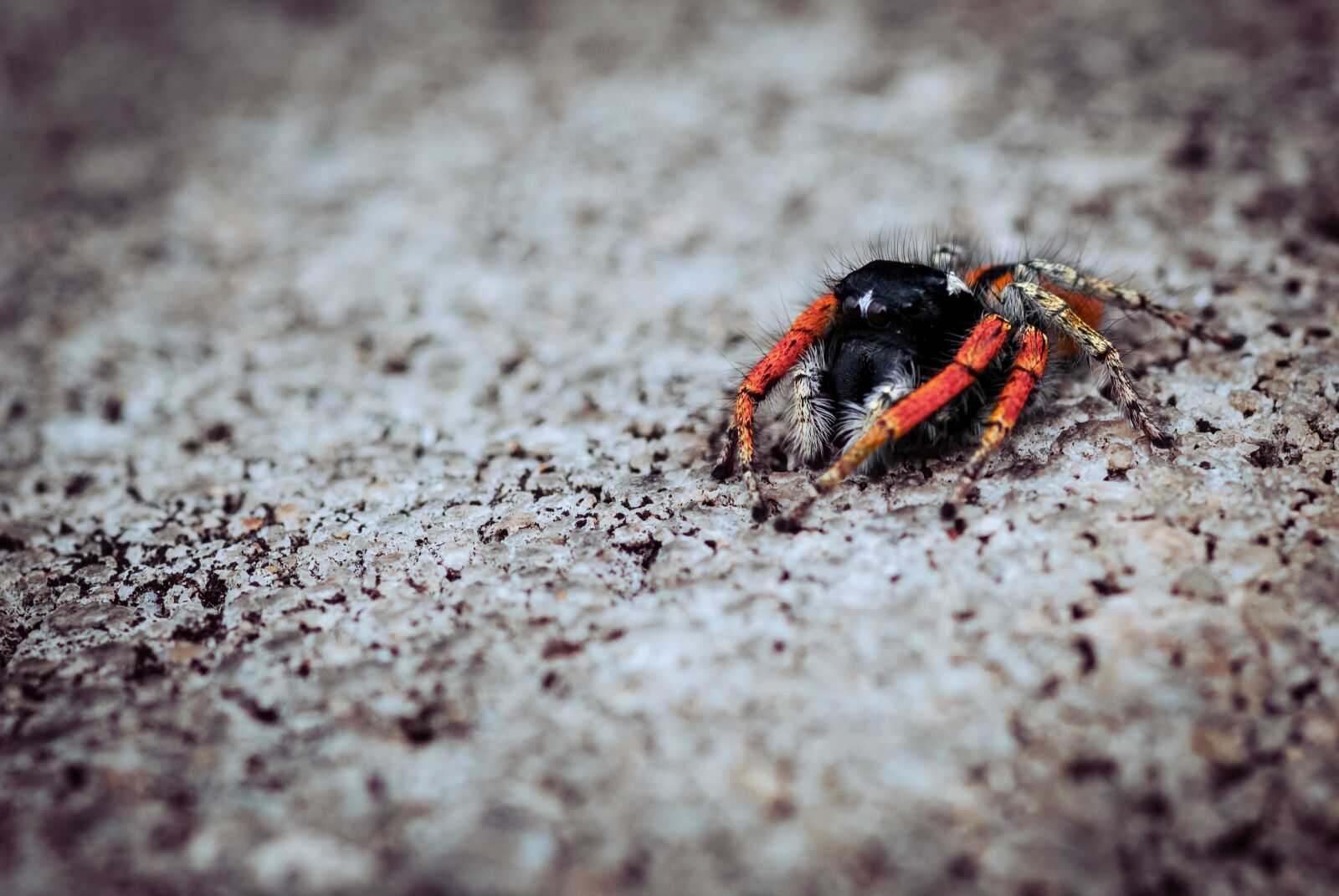 Canon EOS 1300D (EOS Rebel T6 / EOS Kiss X80) sample photo. Spider, macro, web photography