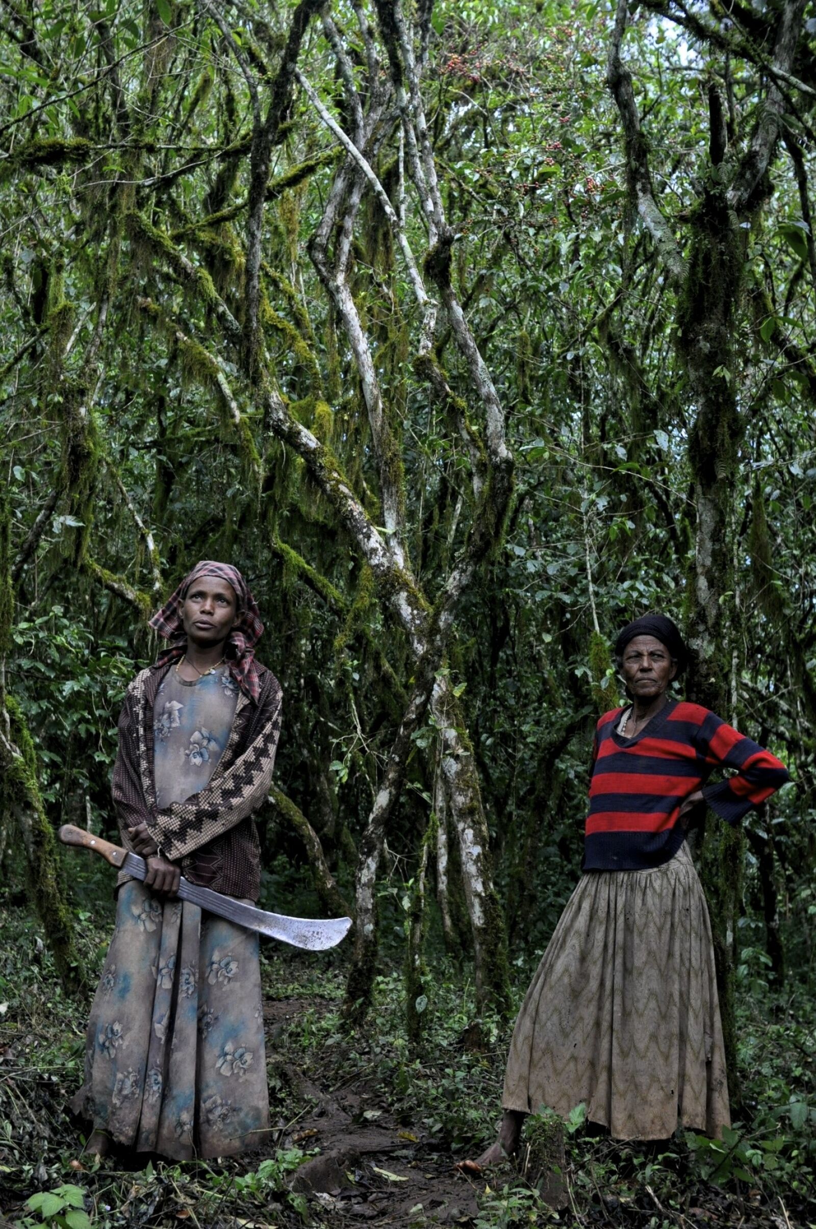Nikon D90 sample photo. Ethio, coffee, farm photography