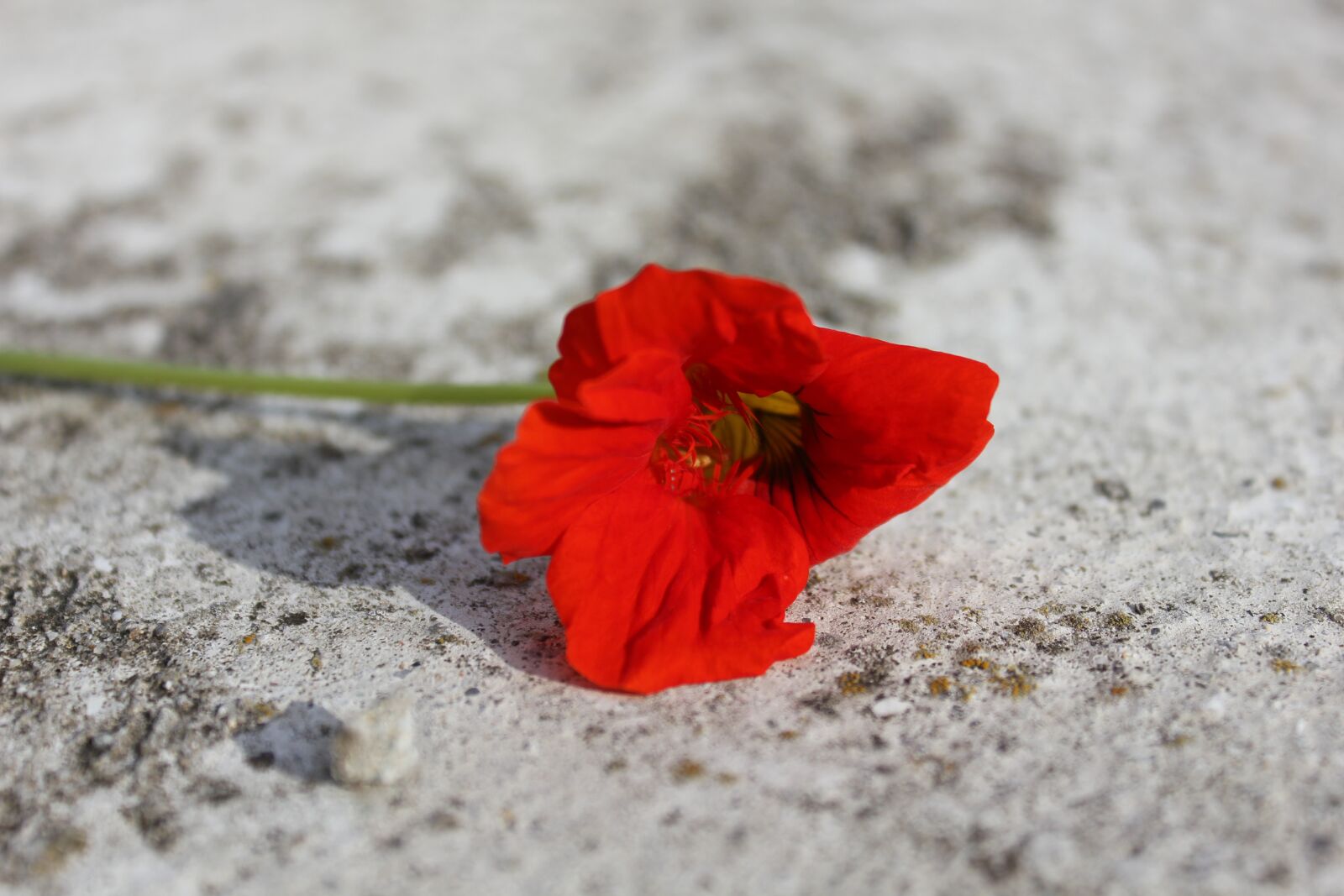 Canon EOS 550D (EOS Rebel T2i / EOS Kiss X4) sample photo. Red, flower, red flower photography