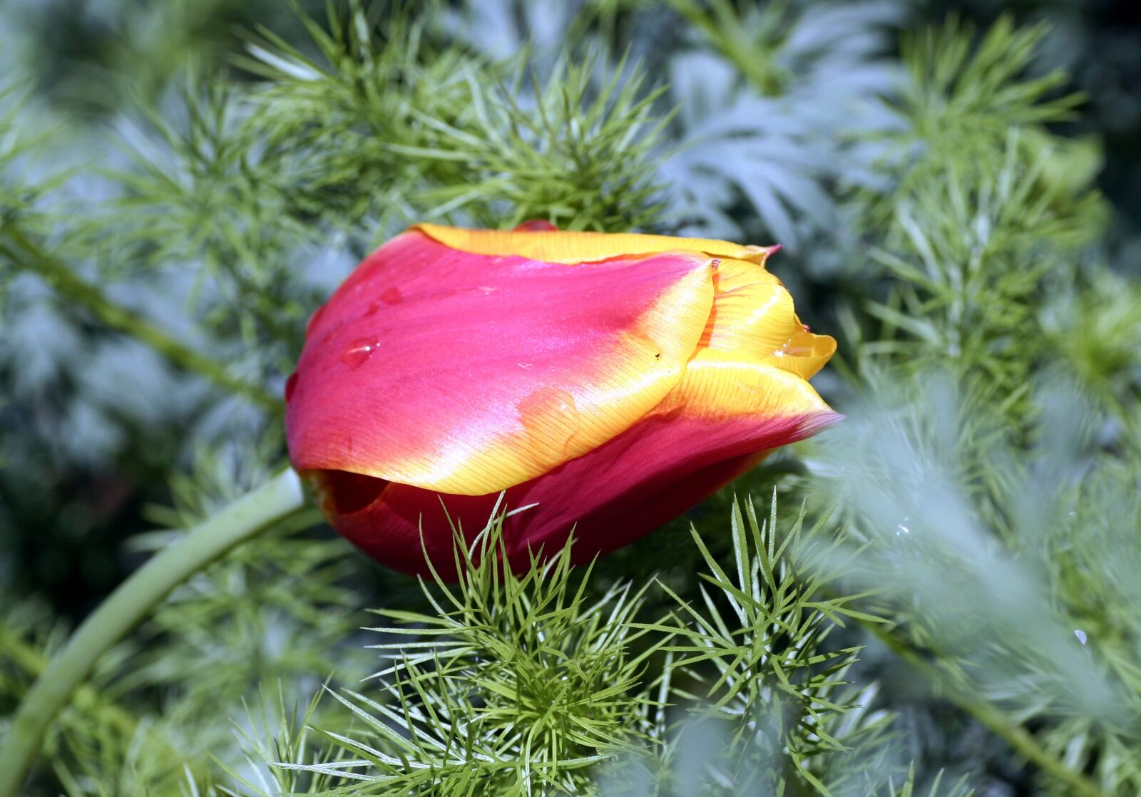 Canon EOS 350D (EOS Digital Rebel XT / EOS Kiss Digital N) sample photo. Tulip, petals, flower photography