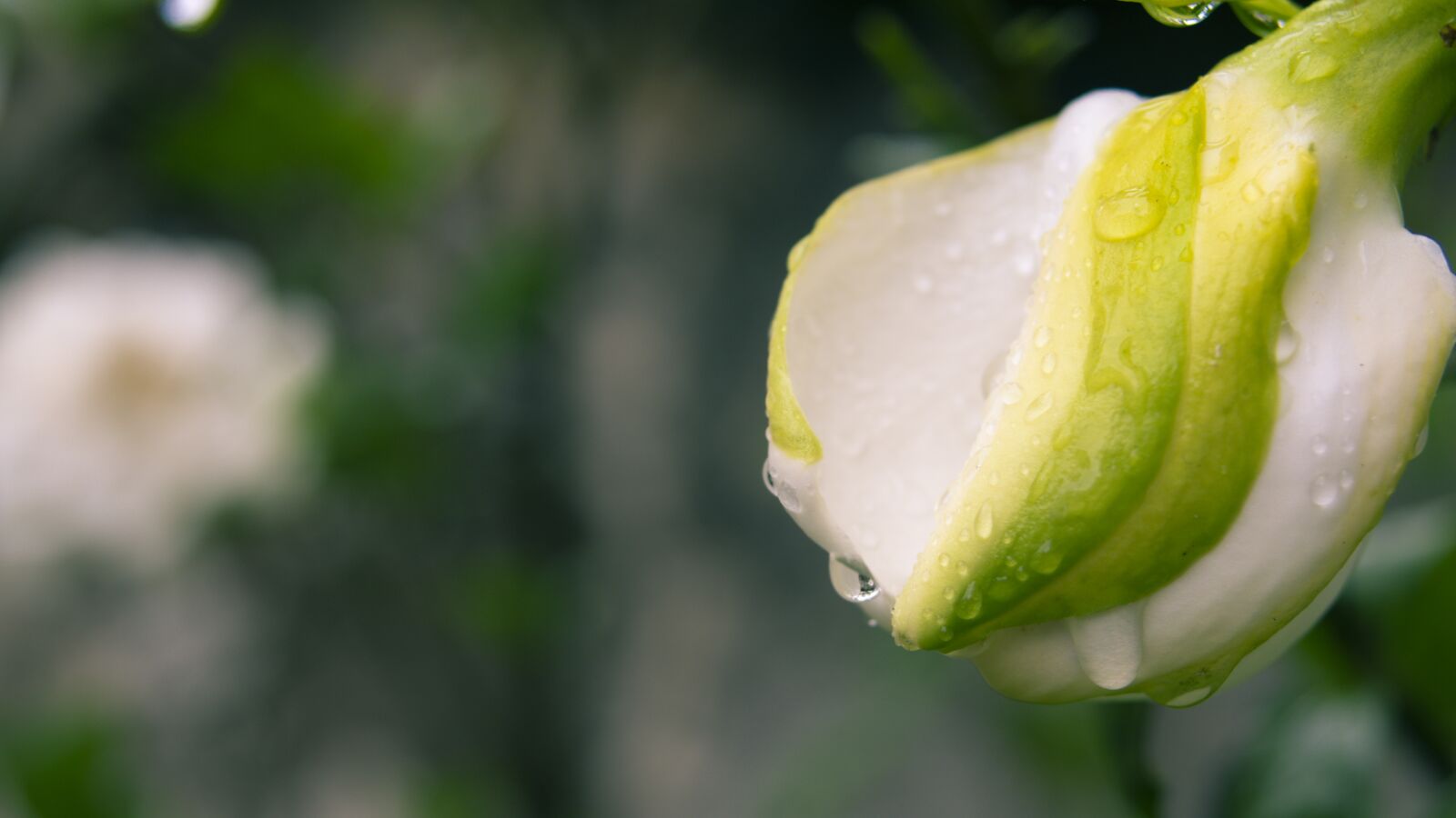 Pentax KP sample photo. Gardenia, the pods, dew photography