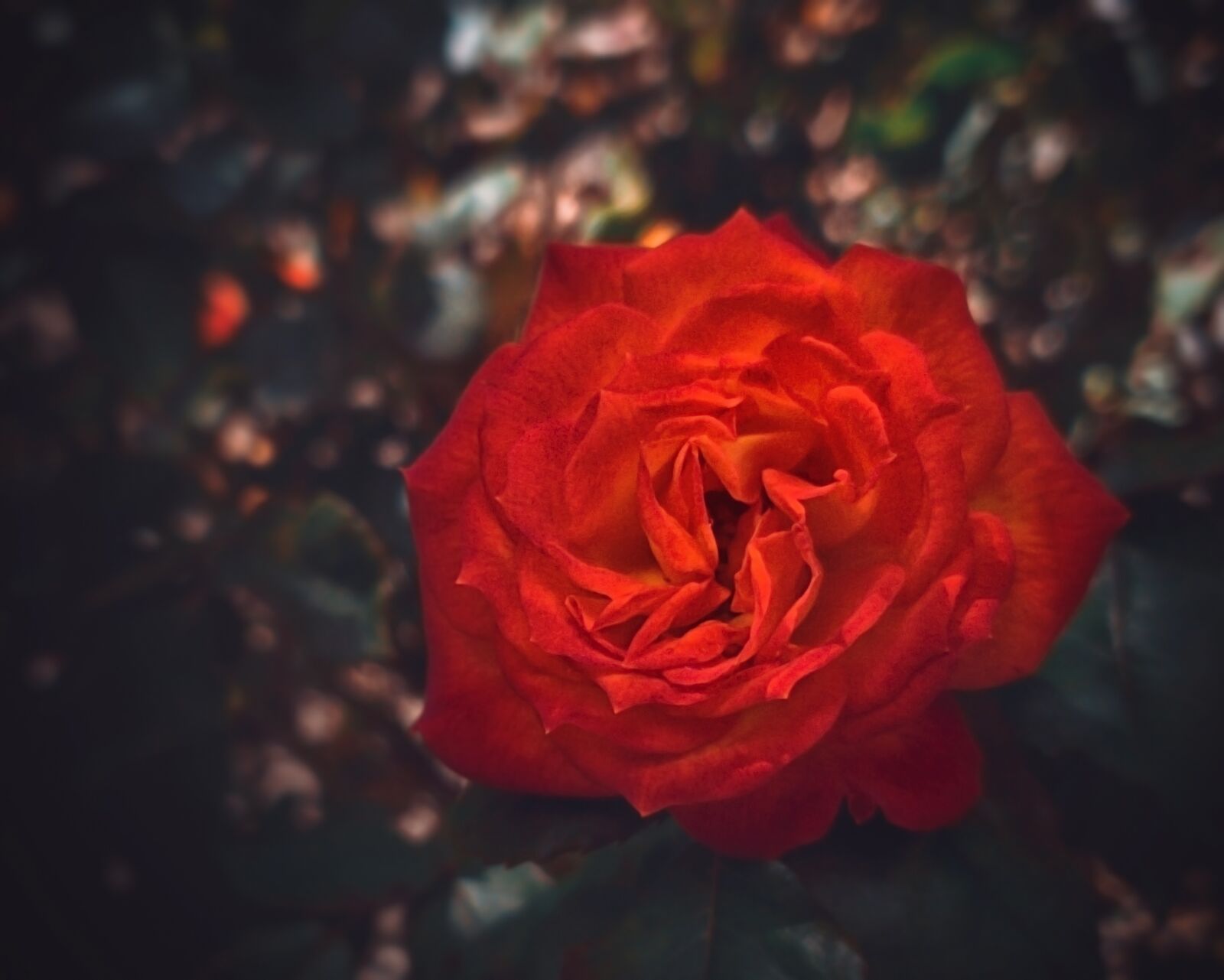 Samsung Galaxy S10+ sample photo. Rose, flower, nature photography