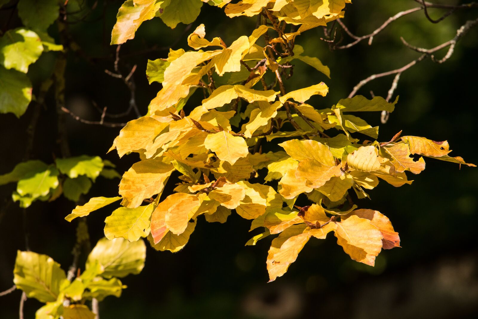Canon EF-S 55-250mm F4-5.6 IS STM sample photo. Fall foliage, yellow, leaves photography