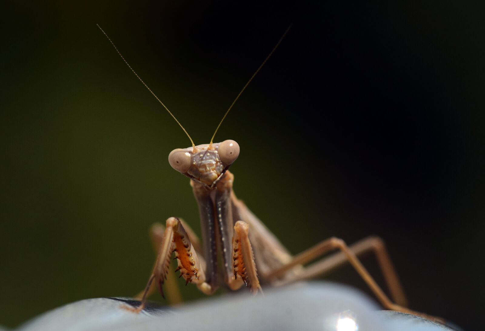 Nikon D3300 sample photo. Praying mantis, insect, nature photography