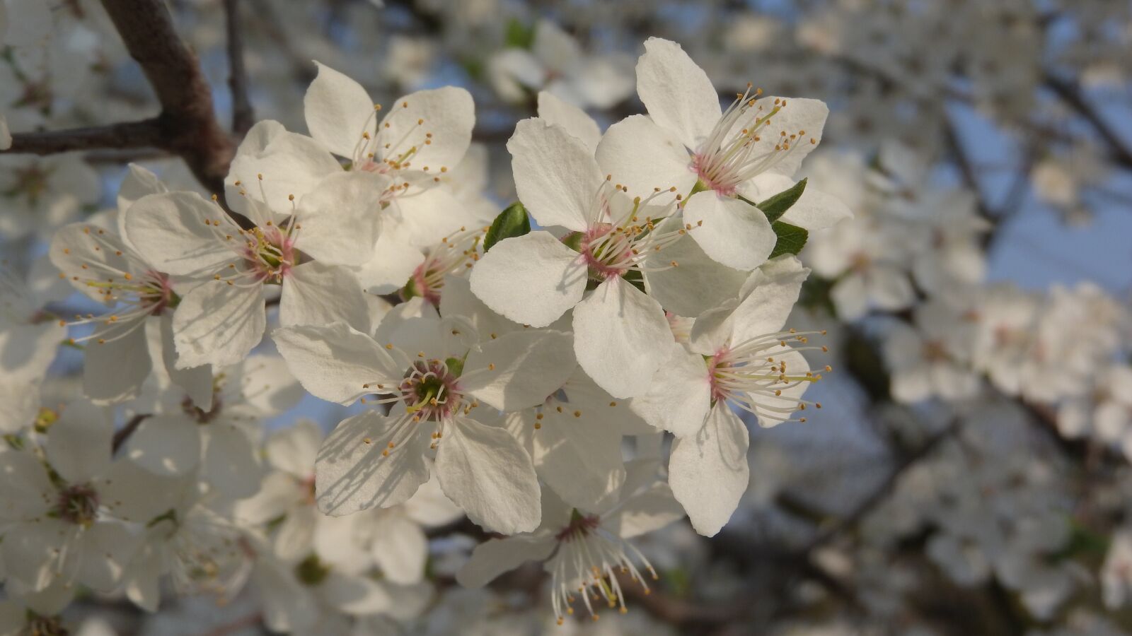 Nikon Coolpix P610 sample photo. White flowers, spring flowers photography