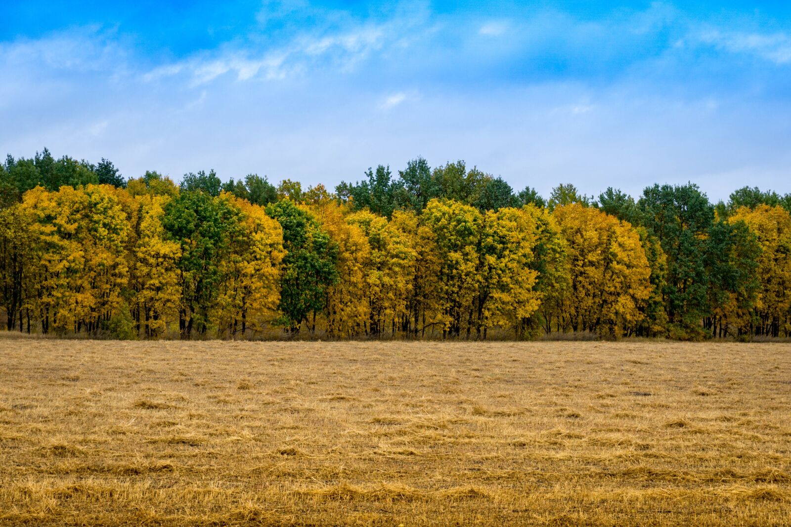 Sony E 16-50mm F3.5-5.6 PZ OSS sample photo. Autumn, paint, forest photography
