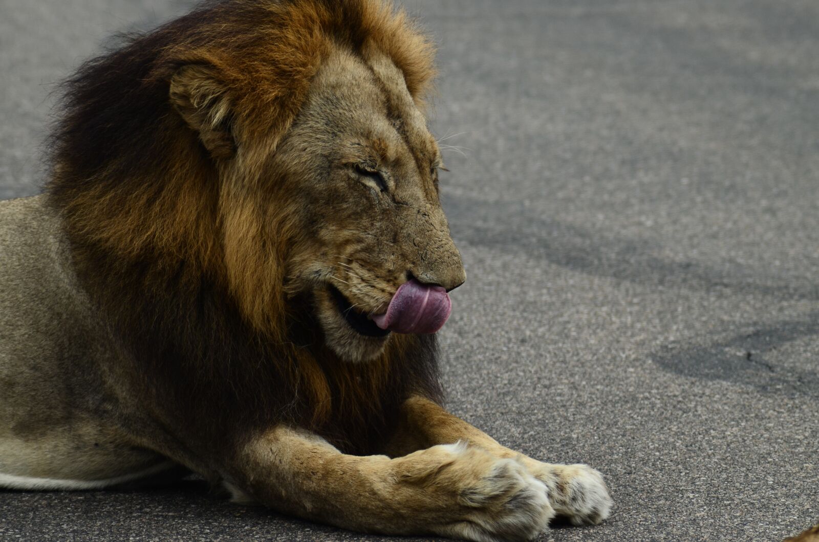 Nikon D5100 sample photo. Lion, africa, safari photography