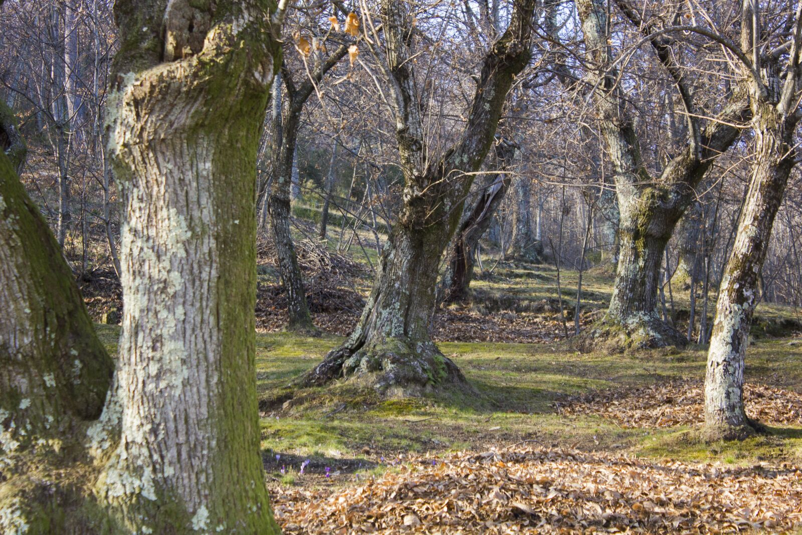 Canon EF-S 18-55mm F3.5-5.6 IS sample photo. Forest, landscape, chestnut photography