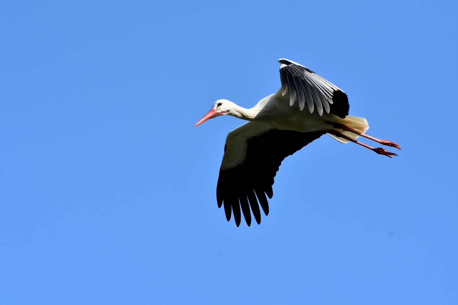 Nikon D7200 sample photo. Stork, flying, wing photography