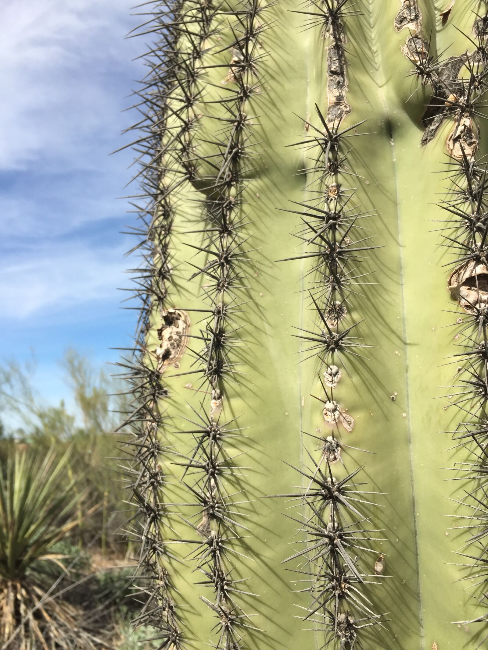 Apple iPhone 6 sample photo. Cactus, desert, landscape photography